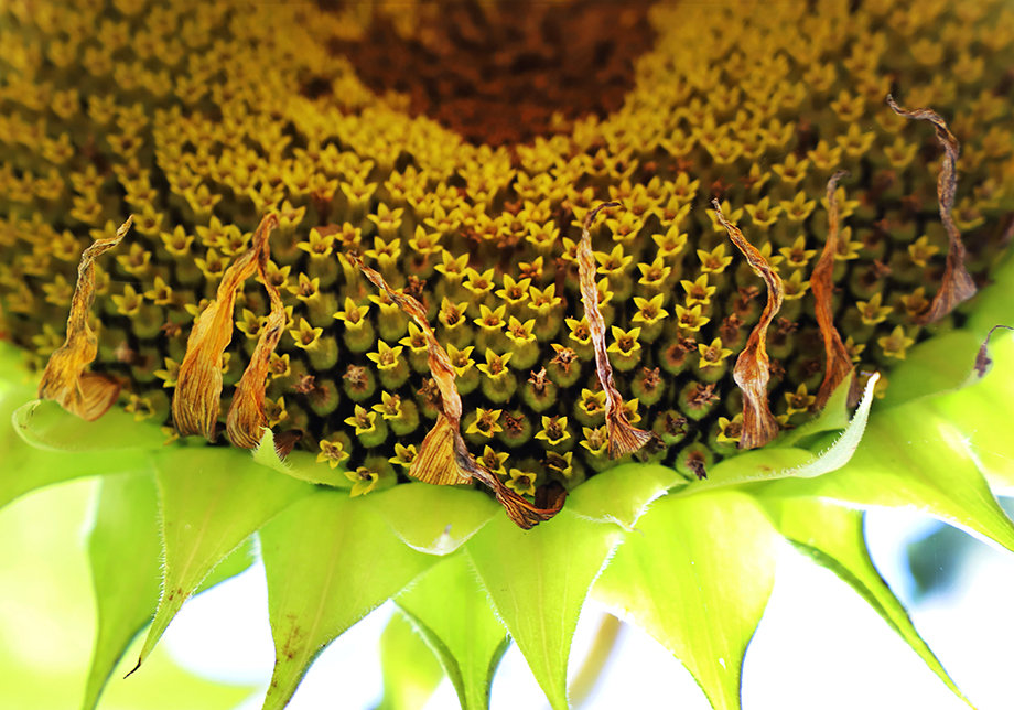 写真　実行委員長賞「花の太陽」松本敏信（福知山市）