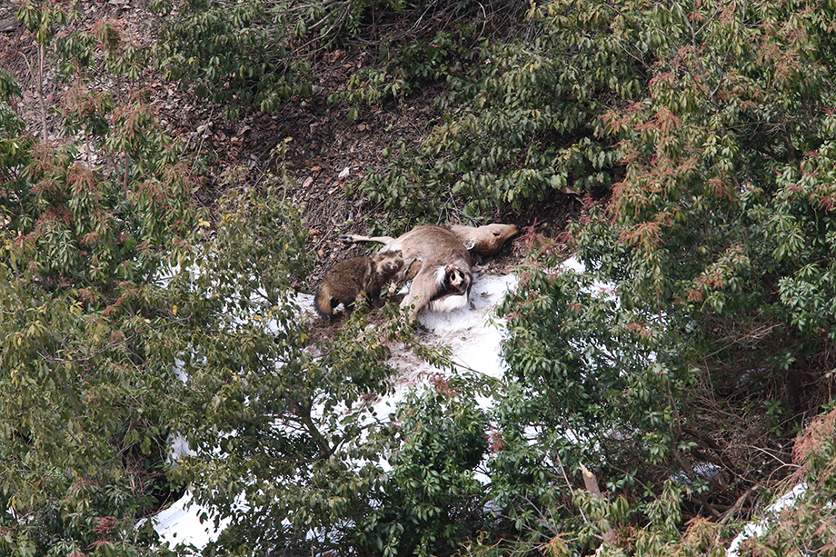 写真　奨励賞「狸とアナグマが鹿を」四方國裕（綾部市）