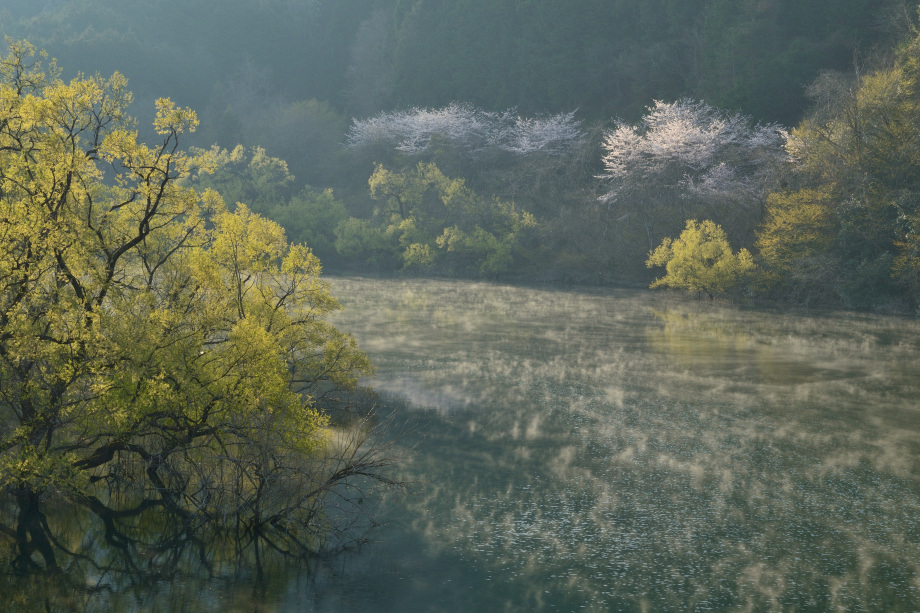 写真　実行委員長賞「春和景明」森下洋子（舞鶴市）