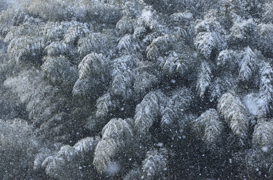 写真　奨励賞「竹林降雪」森本高夫（福知山市）